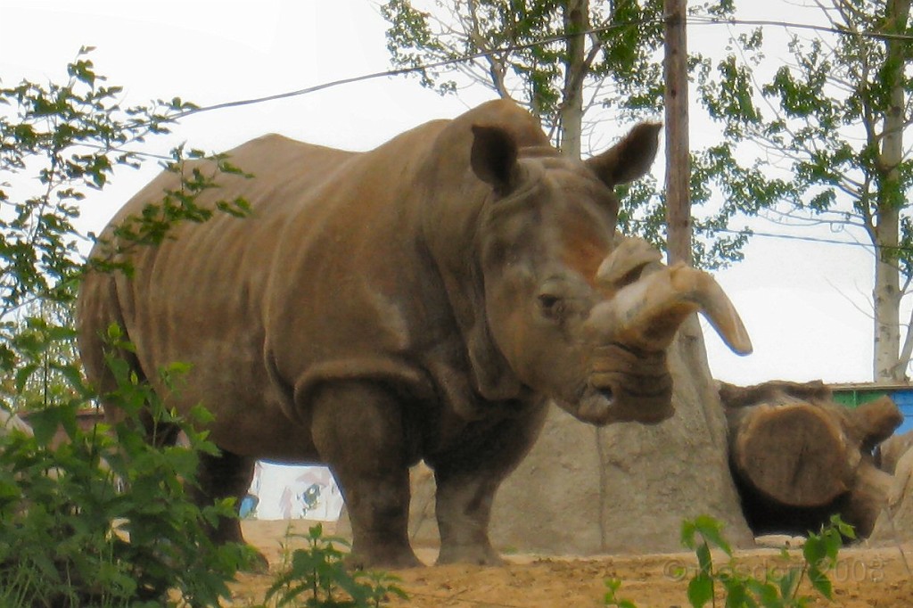 Dart Frog Dash 08 0626.jpg - Okay, one reason that rhinos are being hunted into extinction is for the supposed "power" their horns can bestow unpon the persons that consume the powdered horn.... well looking at this guy with the "limp" horn not sure sure it is working for him even.